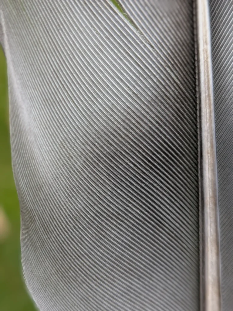Close-up photograph of a grey feather showing fine parallel barbs, delicate line texture, and soft natural shading for drawing reference.