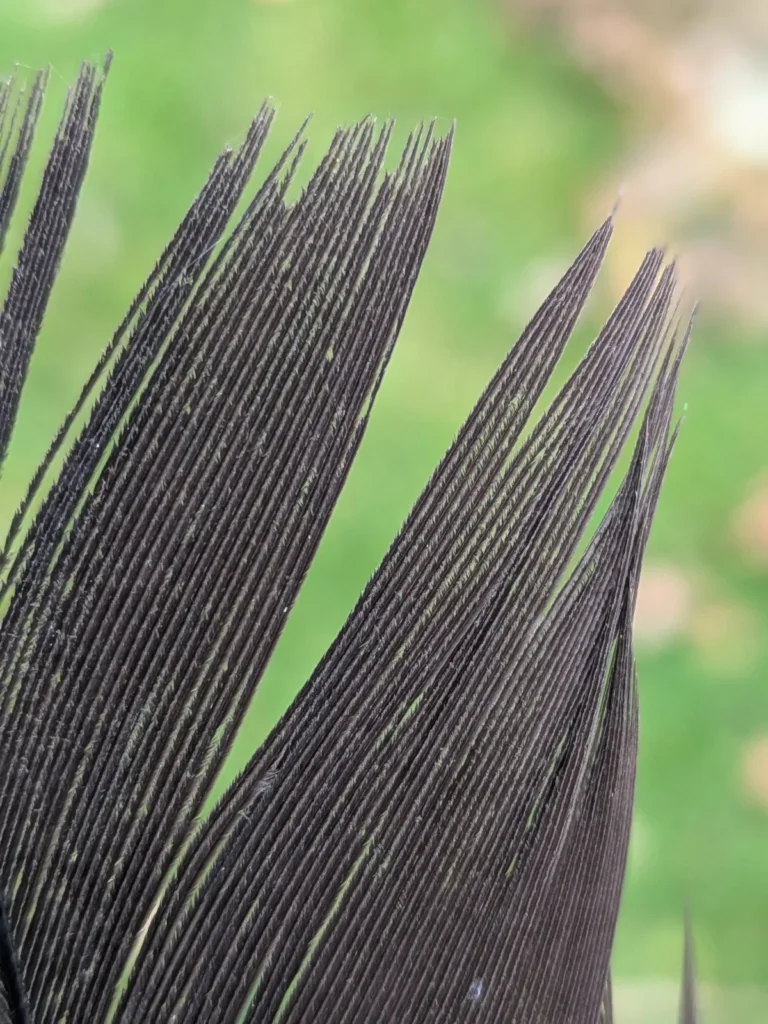Close-up photograph of dark feather barbs showing fine parallel strands, delicate texture, and natural directional lines for drawing reference.