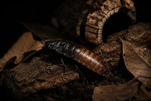 A Madagascar hissing cockroach resting on bark in a dark, atmospheric habitat, inspiring future horror art and insect drawing tutorials.